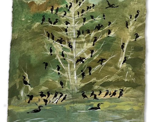 Cormorant Island